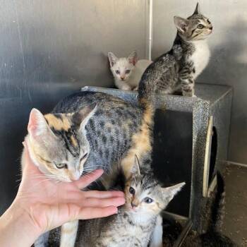Cookie Dough -  Domestic Short Hair Cat for Adoption in West Palm Beach, Florida - Cookie Dough | PetCurious