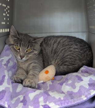 Domestic Short Hair Cats Available for Adoption - Moonbeam Ice Cream | PetCurious