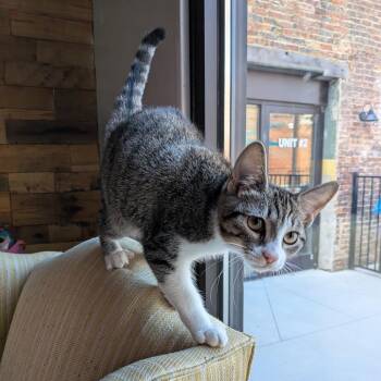 Star Crunch -  Domestic Short Hair Cat for Adoption in Fairfax Station, Virginia - Star Crunch | PetCurious