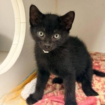Kay -  Domestic Short Hair Cat for Adoption in Long Beach, California - Kay | PetCurious