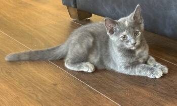 Mochi -  Domestic Short Hair Cat for Adoption in Ben Avon, Pennsylvania - Mochi | PetCurious