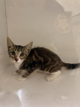 A1273141 -  Domestic Short Hair Cat for Adoption in Winter Haven, Florida - A1273141 | PetCurious
