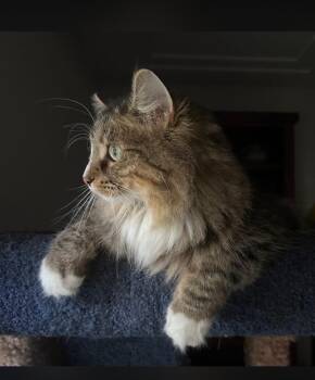 Eleanor -  Domestic Long Hair Cat for Adoption in Minneapolis, Minnesota - Eleanor | PetCurious