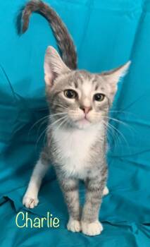 Charlie -  Tabby Cat for Adoption in Dixon, California - Charlie | PetCurious