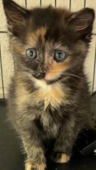 Domestic Short Hair Cats Available for Adoption in Elizabethton, Tennessee - DORY | PetCurious