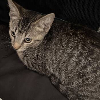 Adona -  Domestic Short Hair Cat for Adoption in NEW PT RICHEY, Florida - Adona | PetCurious