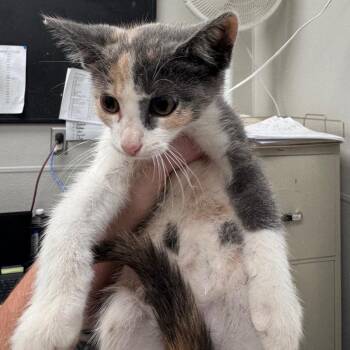 Fruit Punch -  Domestic Short Hair Cat for Adoption in Columbiana, Alabama - Fruit Punch | PetCurious