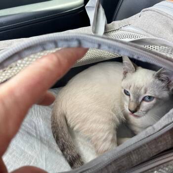 Juju Rico -  Siamese Cat for Adoption in Fort Lauderdale, Florida - Juju Rico | PetCurious