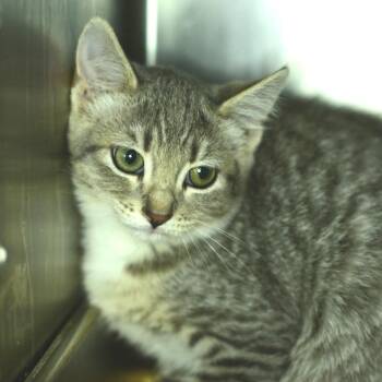 Ice -  Domestic Short Hair Cat for Adoption in Idaho Falls, Idaho - Ice | PetCurious