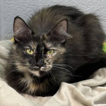 Ramona -  Domestic Medium Hair Cat for Adoption in Nashville, Tennessee - Ramona | PetCurious