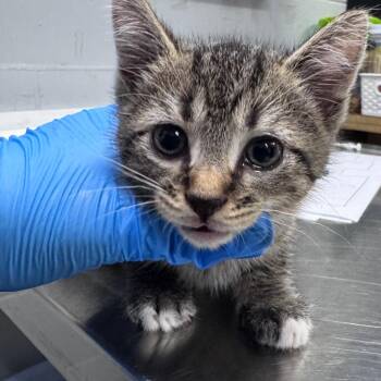 Domestic Short Hair Cats Available for Adoption in Summerville, South Carolina - Mico | PetCurious