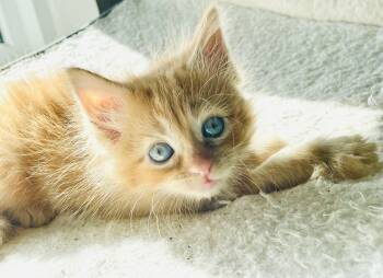 Rescue American Shorthair Cats for Adoption in Arlington, Texas - Tillie | PetCurious