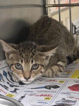 Aybecee -  Tabby Cat for Adoption in Nacogdoches, Texas - Aybecee | PetCurious