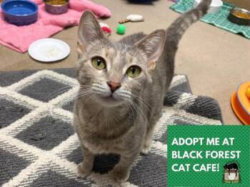 Rescue Domestic Short Hair Cats for Adoption in Fort Wayne, Indiana - PANCAKE | PetCurious