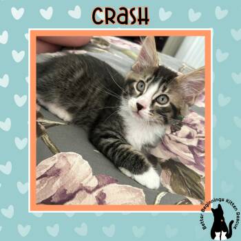 Crash -  Domestic Short Hair Cat Available for Adoption in Barrière, British Columbia - Crash | PetCurious