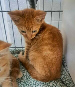 PHANTOM -  Domestic Short Hair Cat for Adoption in Easton, Maryland - PHANTOM | PetCurious