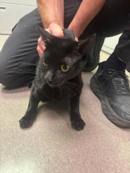 Domestic Short Hair Cats Available for Adoption - BLACKIE | PetCurious