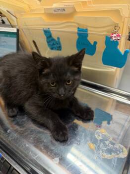 Domestic Short Hair Cats Available for Adoption in Algona, Iowa - COAL | PetCurious