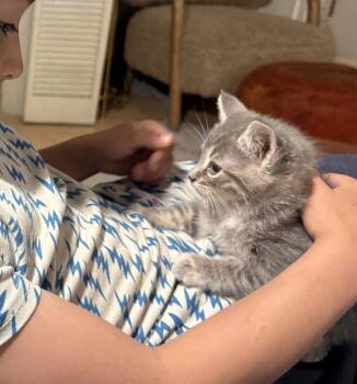 Domestic Medium Hair Cats Available for Adoption - Pea, Bean, Lentil And Noodle | PetCurious