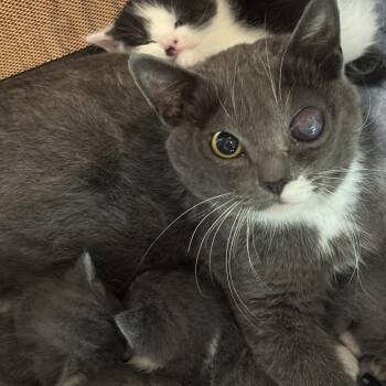 Domestic Short Hair Cats Available for Adoption - Mama Bonnet | PetCurious