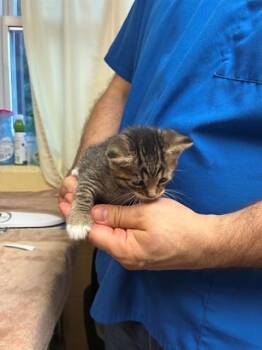 MICKEY -  Domestic Short Hair Cat for Adoption in Cookeville, Tennessee - MICKEY | PetCurious