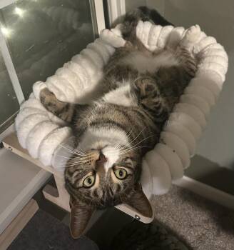 Domestic Short Hair Cats Available for Adoption - Peter Fain | PetCurious