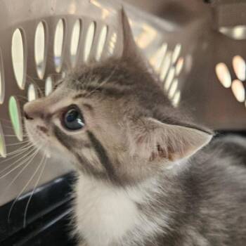 Domestic Short Hair Cats Available for Adoption in Montgomery, Alabama - Amoz | PetCurious