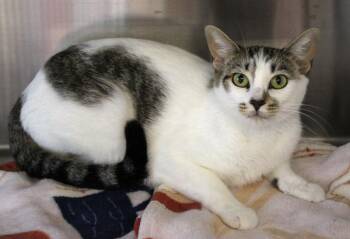 Rescue Domestic Short Hair Cats for Adoption in Fayetteville, Arkansas - Carey Martin | PetCurious