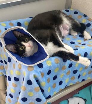 Marmalade -  Domestic Short Hair Cat Available for Adoption in Alexandria, Virginia - Marmalade | PetCurious