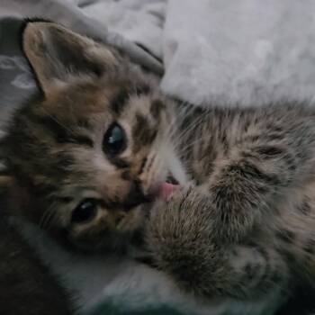 Piccolo -  Domestic Short Hair Cat for Adoption in Indianapolis, Indiana - Piccolo | PetCurious