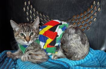 Olive -  Tabby and Calico Cat for Adoption in Burnaby, British Columbia - Olive | PetCurious