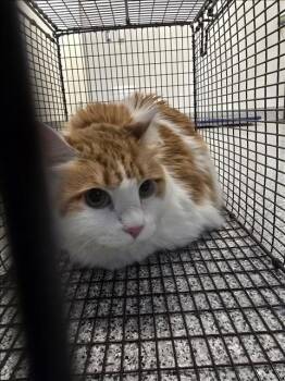 Domestic Long Hair Cats Available for Adoption - LEVI | PetCurious