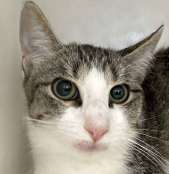 Rescue Domestic Short Hair Cats for Adoption in Houston, Texas - Sheila | PetCurious