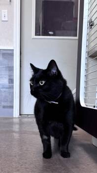 Rescue Domestic Short Hair Cats for Adoption in Buena Vista, Colorado - Gracie | PetCurious