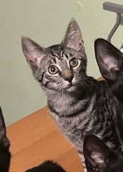 Gilbert - Riley Fuzzell -  Domestic Short Hair Cat for Adoption in Spring, Texas - Gilbert - Riley Fuzzell | PetCurious