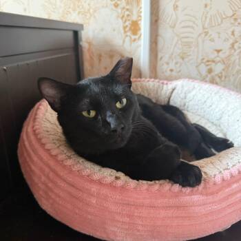 Delmar -  Domestic Short Hair Cat Available for Adoption - Delmar | PetCurious
