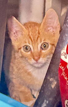 Rescue Tabby and Domestic Short Hair Cats for Adoption - CHEYENNE | PetCurious