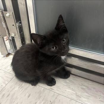 Gordon -  Domestic Short Hair Cat for Adoption in Binghamton, New York - Gordon | PetCurious