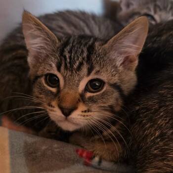 Portabello -  Domestic Short Hair Cat for Adoption in Buellton, California - Portabello | PetCurious