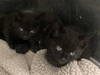 Domestic Short Hair Cats Available for Adoption in Tustin, California - GALAXY | PetCurious