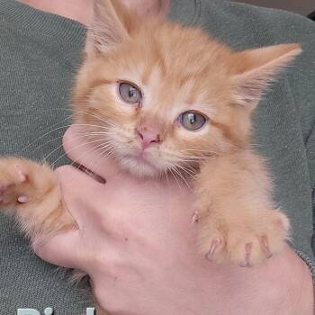 Domestic Short Hair Cats Available for Adoption - Big Bird | PetCurious