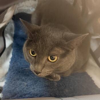 Annika -  Domestic Short Hair Cat for Adoption in Midland, Texas - Annika | PetCurious