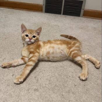 Dipper (cerebellar hypoplasia) -  Domestic Short Hair Cat for Adoption in Stoughton, Wisconsin - Dipper (cerebellar Hypoplasia) | PetCurious
