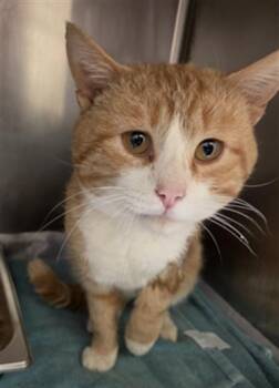 MARTIN -  Domestic Short Hair Cat for Adoption in Hagerstown, Maryland - MARTIN | PetCurious