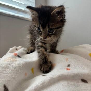Waffles -  Domestic Short Hair Cat for Adoption in West Palm Beach, Florida - Waffles | PetCurious