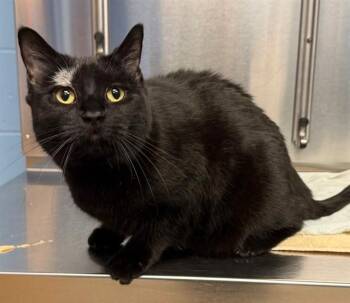 Domestic Short Hair Cats Available for Adoption - KITTY WITTY | PetCurious