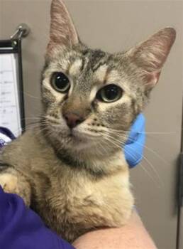 A428533 -  Domestic Short Hair Cat for Adoption in Conroe, Texas - A428533 | PetCurious