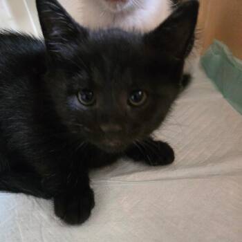 Nova -  Domestic Short Hair Cat for Adoption in Centerville, Tennessee - Nova | PetCurious