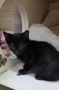 Peanut -  Domestic Short Hair Cat Available for Adoption in Town 