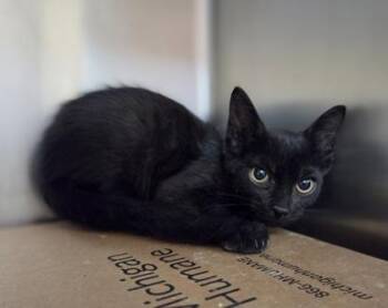 Dark Lord Helmet -  Domestic Short Hair Cat for Adoption in Westland, Michigan - Dark Lord Helmet | PetCurious